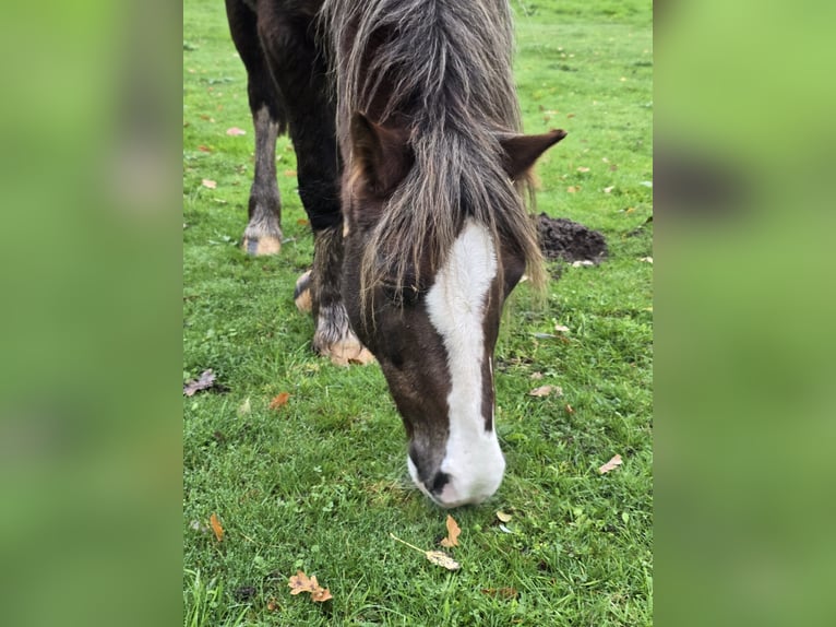 Galés-C Caballo castrado 13 años Alazán-tostado in Metelen