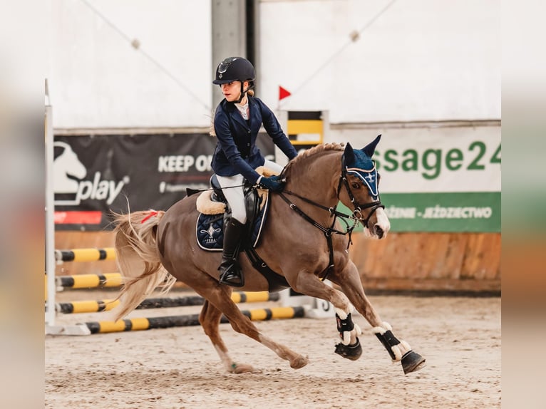 Galés-C Caballo castrado 14 años 133 cm Alazán in Siemianowice Śląskie