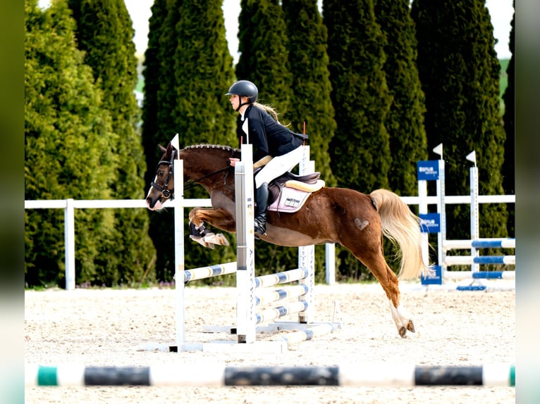Galés-C Caballo castrado 14 años 134 cm Alazán in Siemianowice