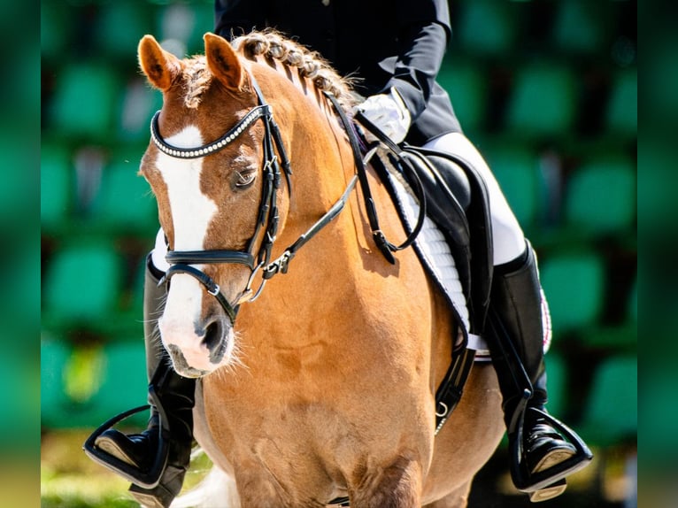 Galés-C Caballo castrado 14 años 134 cm Alazán in Siemianowice