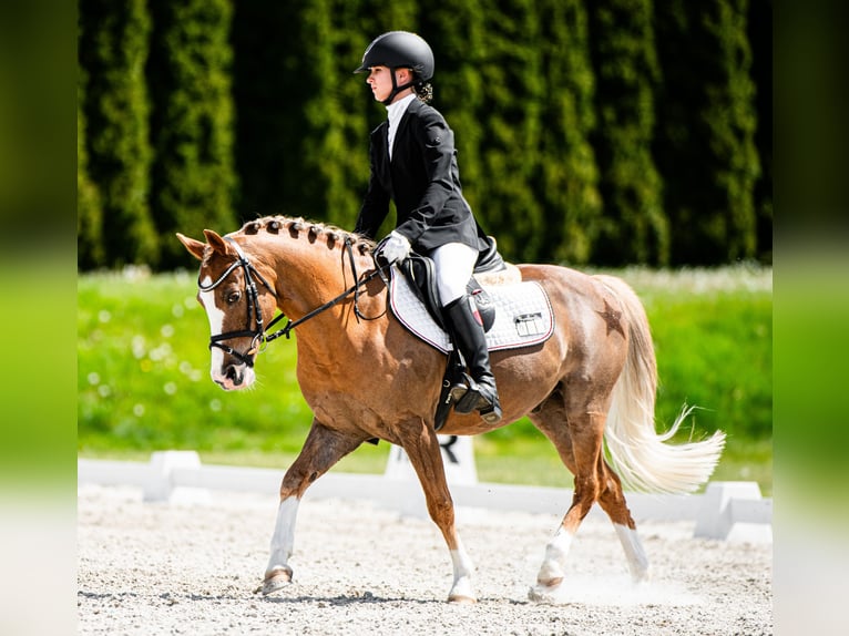 Galés-C Caballo castrado 14 años 134 cm Alazán in Siemianowice