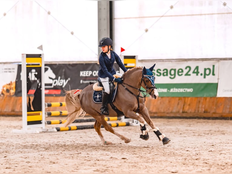 Galés-C Caballo castrado 14 años 135 cm Alazán in Siemianowice Śląskie