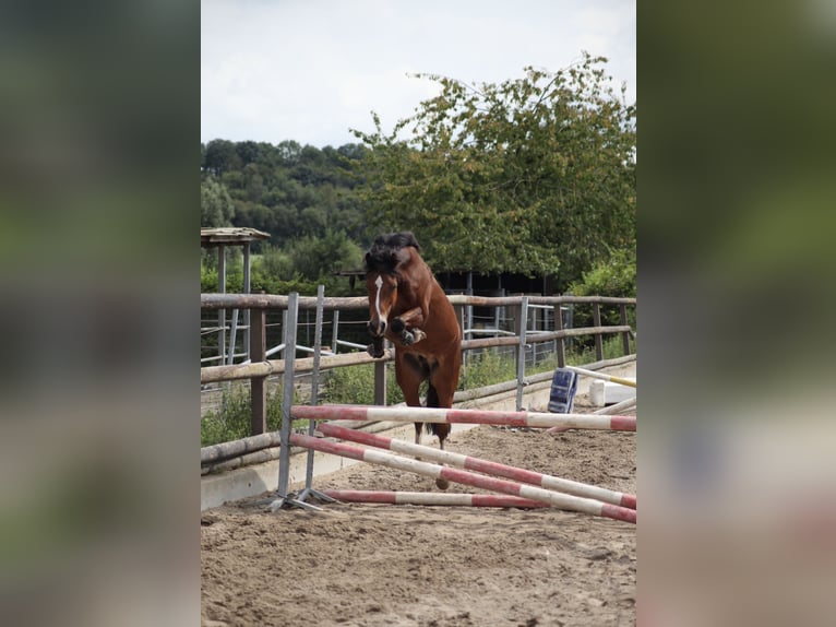 Galés-C Caballo castrado 14 años 142 cm Castaño in Essen