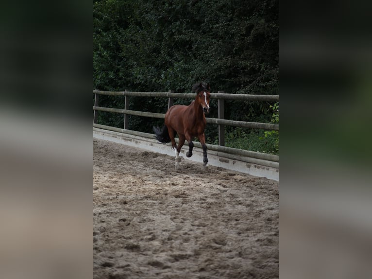 Galés-C Caballo castrado 14 años 142 cm Castaño in Essen