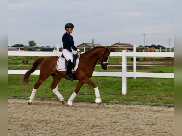 Galés-C Caballo castrado 14 años 144 cm Alazán in Recke, bei Osnabrück