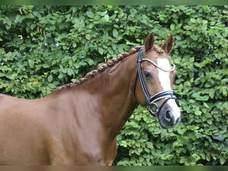 Galés-C Caballo castrado 14 años 144 cm Alazán in Recke, bei Osnabrück