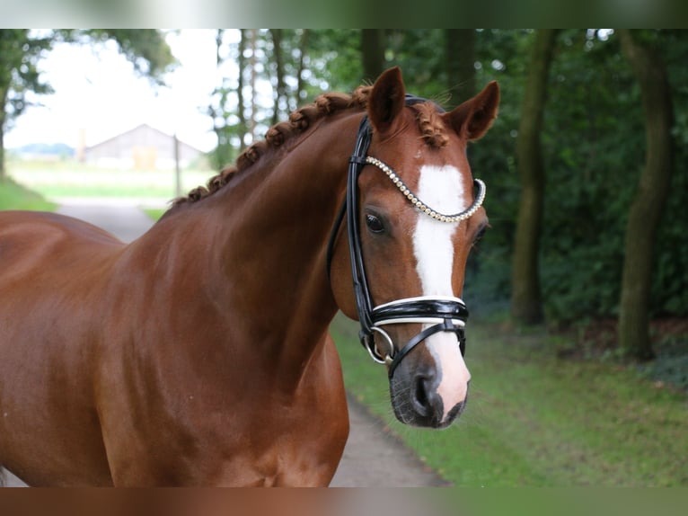 Galés-C Caballo castrado 14 años 144 cm Alazán in Recke, bei Osnabrück