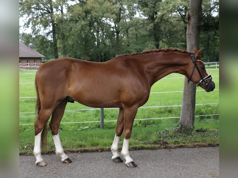 Galés-C Caballo castrado 14 años 144 cm Alazán in Recke, bei Osnabrück