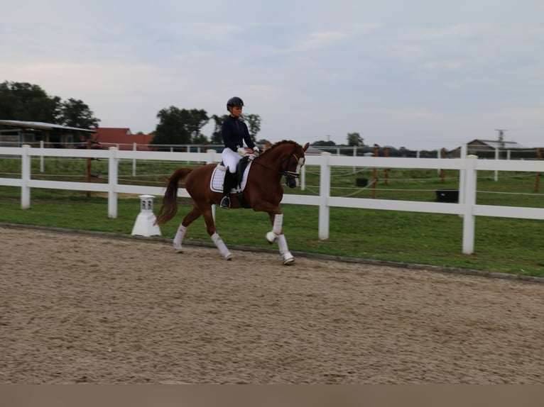 Galés-C Caballo castrado 14 años 144 cm Alazán in Recke, bei Osnabrück