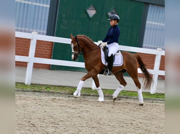 Galés-C Caballo castrado 14 años 144 cm Alazán in Recke, bei Osnabrück