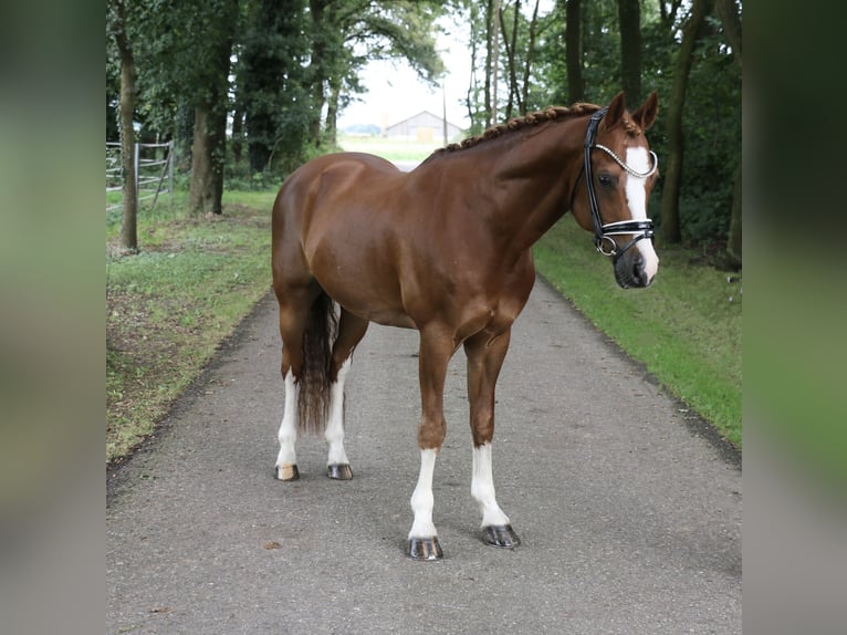 Galés-C Caballo castrado 14 años 144 cm Alazán in Recke, bei Osnabrück