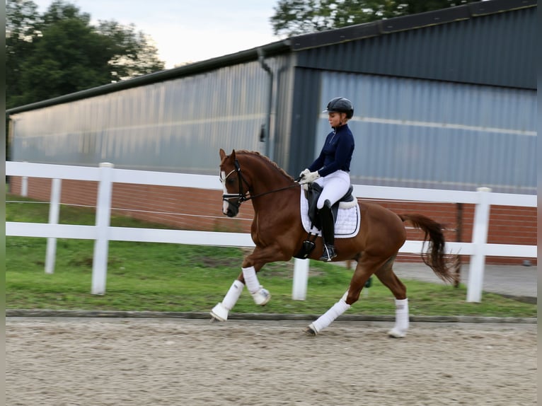 Galés-C Caballo castrado 14 años 144 cm Alazán in Recke, bei Osnabrück