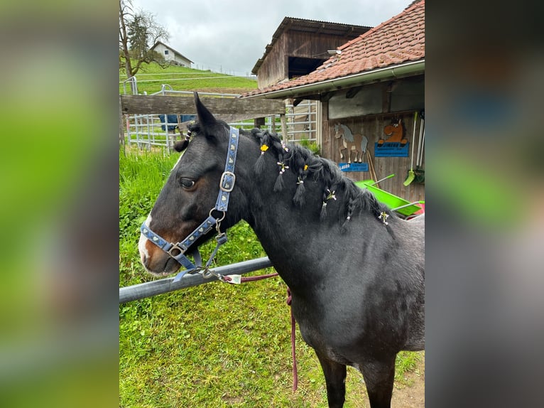 Galés-C Mestizo Caballo castrado 15 años 137 cm Musgo marrón in Hintermoos