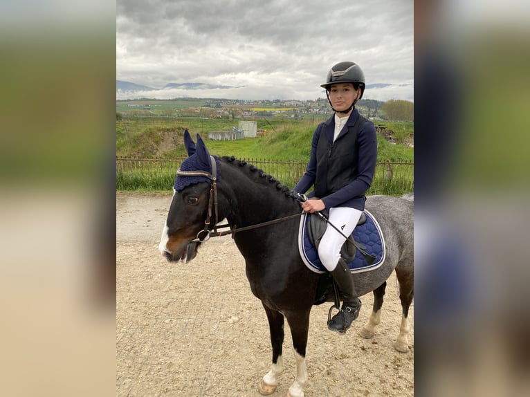 Galés-C Mestizo Caballo castrado 15 años 137 cm Musgo marrón in Hintermoos