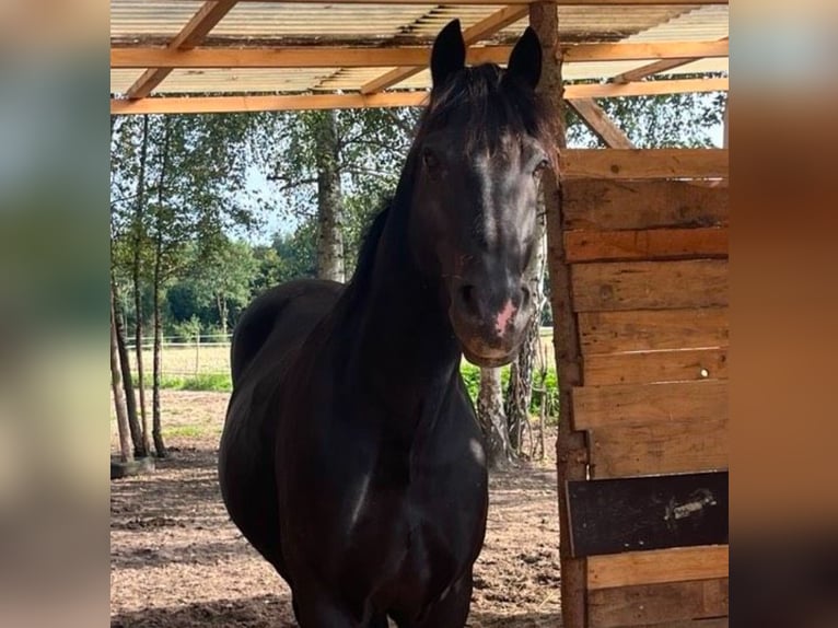 Galés-C Caballo castrado 15 años 150 cm Negro in Hammah