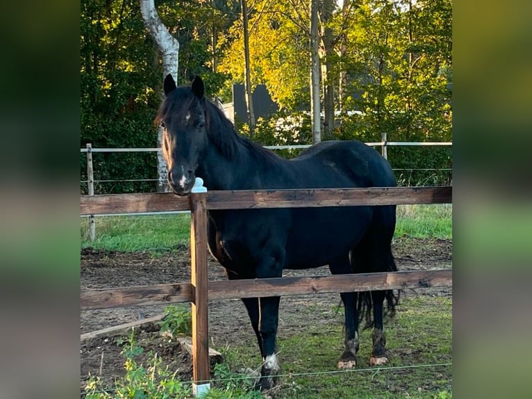 Galés-C Caballo castrado 15 años 150 cm Negro in Hammah