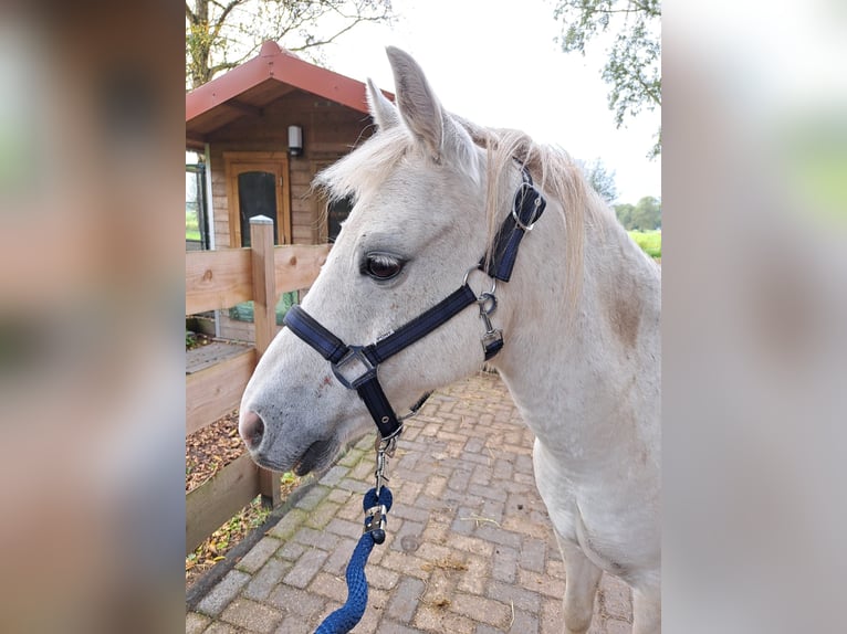 Galés-C Caballo castrado 16 años 130 cm Tordo in Nieuwlande