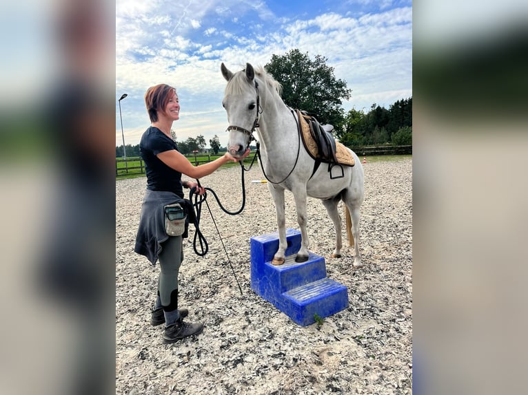 Galés-C Caballo castrado 16 años 130 cm Tordo in Nieuwlande