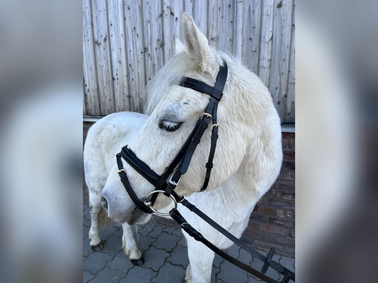 Galés-C Caballo castrado 16 años 131 cm Tordo rodado in Kutenholz