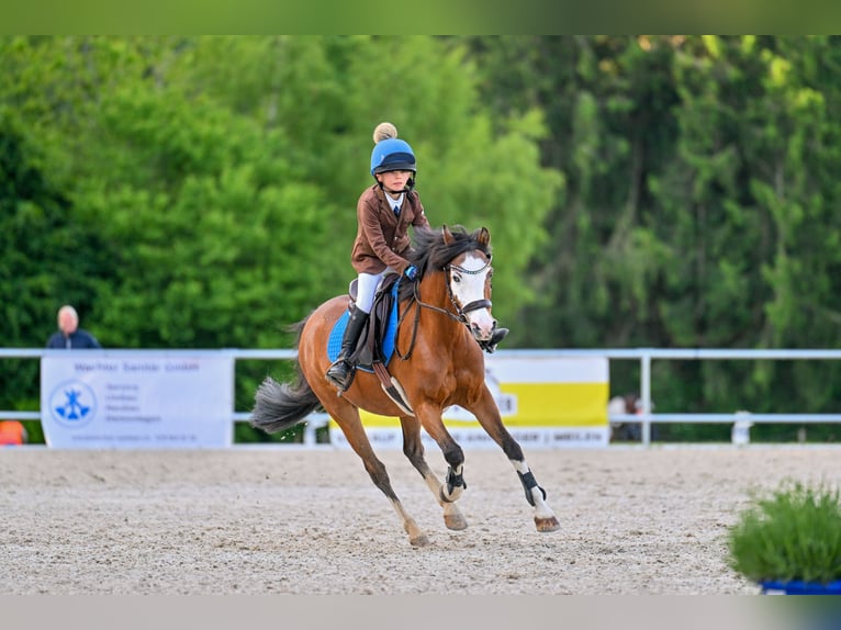 Galés-C Caballo castrado 16 años 137 cm Castaño in Forch