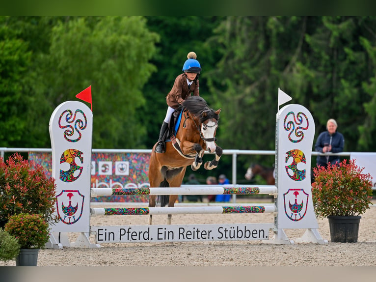 Galés-C Caballo castrado 16 años 137 cm Castaño in Forch