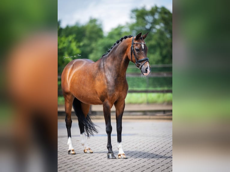 Galés-C Caballo castrado 17 años 136 cm Castaño oscuro in Wuustwezel