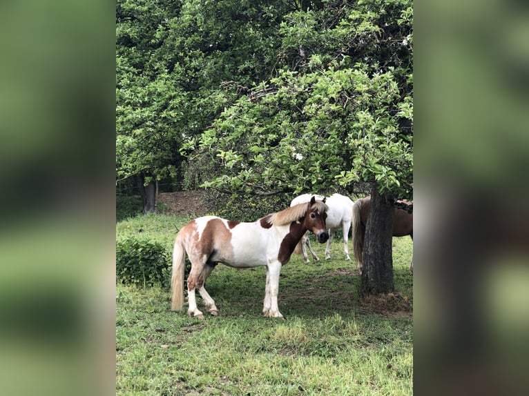 Galés-C Mestizo Caballo castrado 20 años 128 cm Pío in Hemsbach