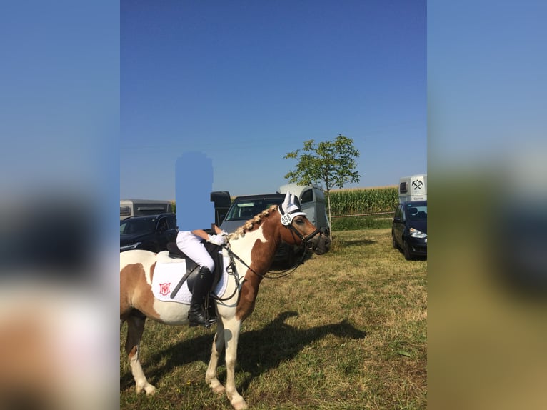 Galés-C Mestizo Caballo castrado 20 años 128 cm Pío in Hemsbach