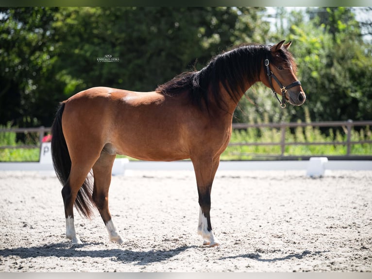 Galés-C Caballo castrado 2 años 129 cm Castaño in Heemskerk