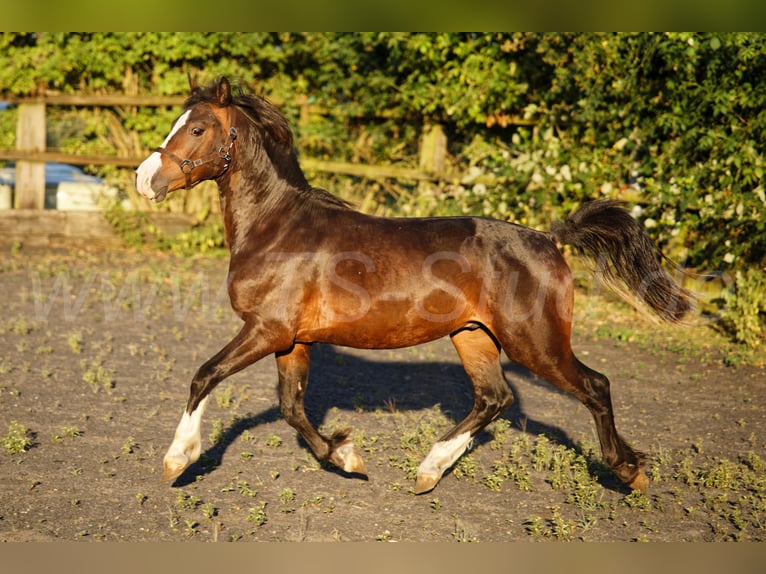 Galés-C Caballo castrado 2 años 140 cm Castaño in Meerbusch