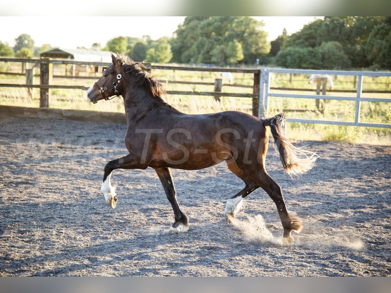 Galés-C Caballo castrado 2 años 140 cm Castaño in Meerbusch