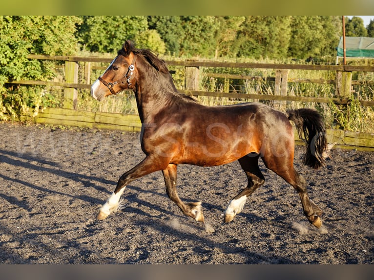 Galés-C Caballo castrado 2 años 140 cm Castaño in Meerbusch