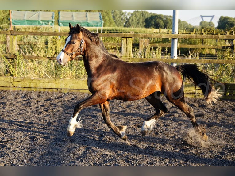 Galés-C Caballo castrado 2 años 140 cm Castaño in Meerbusch