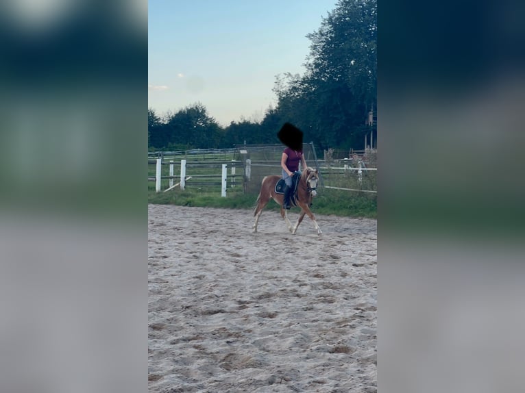 Galés-C Caballo castrado 3 años 134 cm Alazán in H&#xFC;ttblek