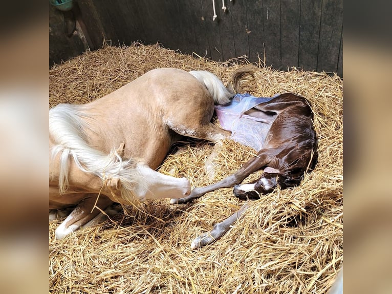 Galés-C Caballo castrado 3 años 134 cm Castaño in Schaijk