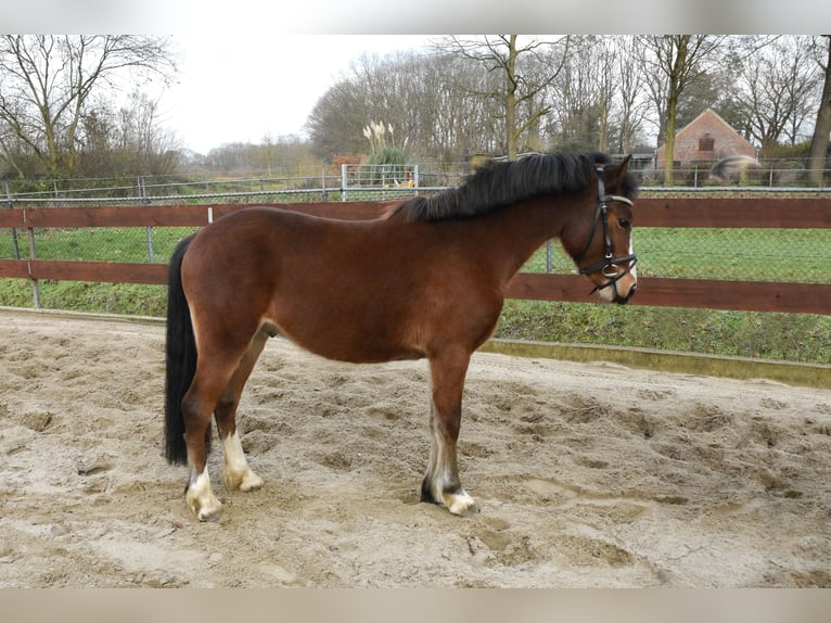 Galés-C Caballo castrado 3 años 134 cm Castaño in Schaijk