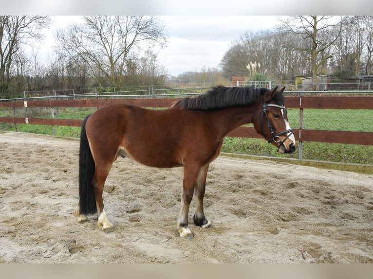 Galés-C Caballo castrado 3 años 134 cm Castaño in Schaijk