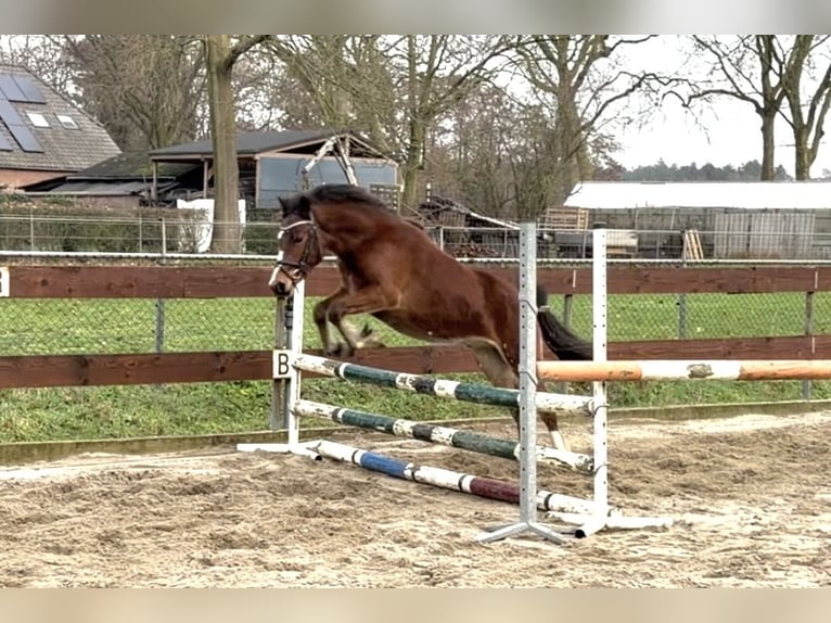 Galés-C Caballo castrado 3 años 134 cm Castaño in Schaijk