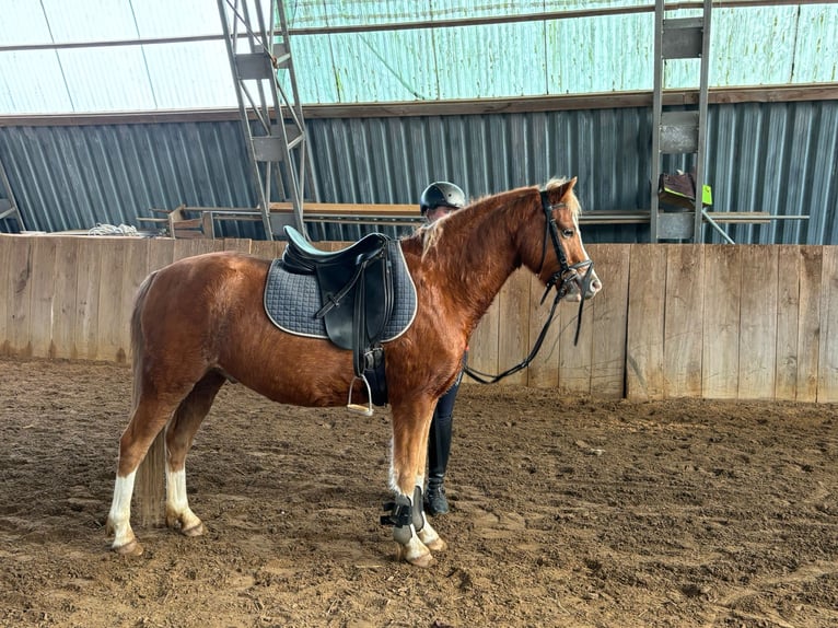 Galés-C Caballo castrado 3 años 140 cm Alazán in Schollene