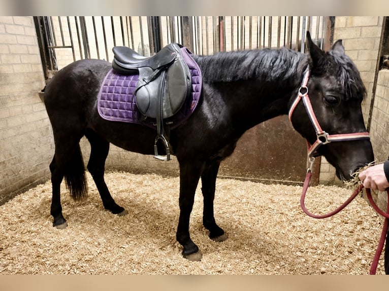 Galés-C Mestizo Caballo castrado 3 años 144 cm Negro in Schaijk