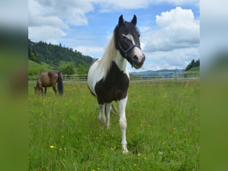 Galés-C Caballo castrado 3 años 147 cm Pío in Signau