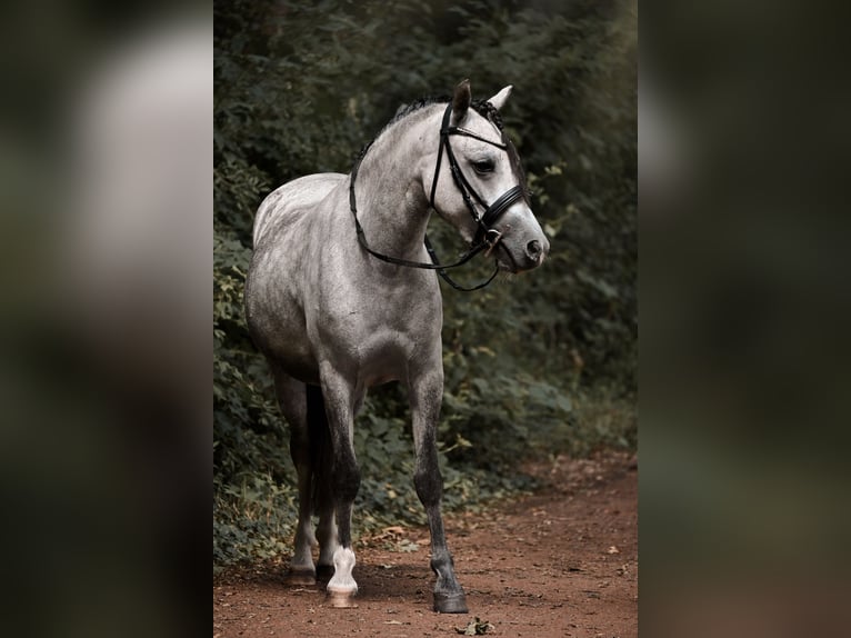 Galés-C Caballo castrado 4 años 115 cm Tordo in Stadskanaal