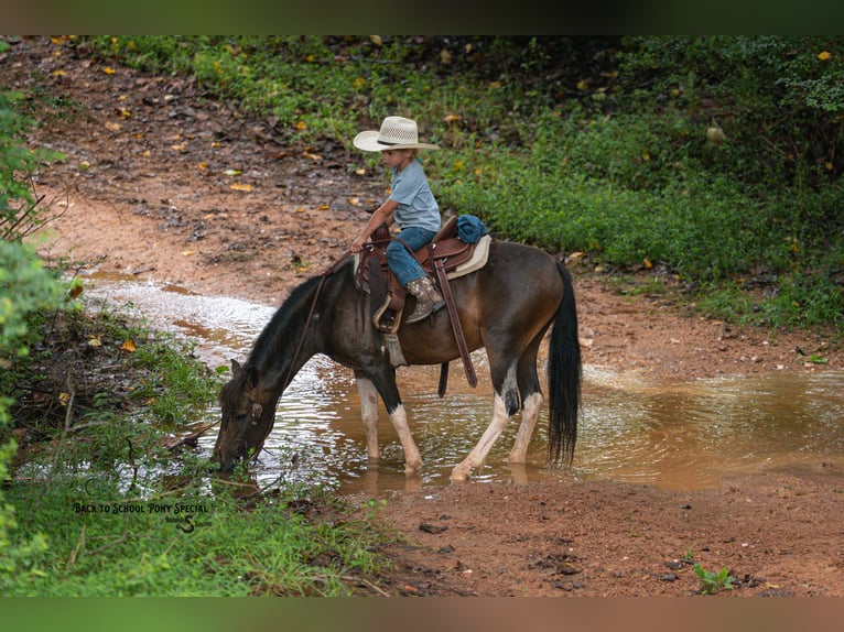 Galés-C Mestizo Caballo castrado 4 años 117 cm Pío in Clover