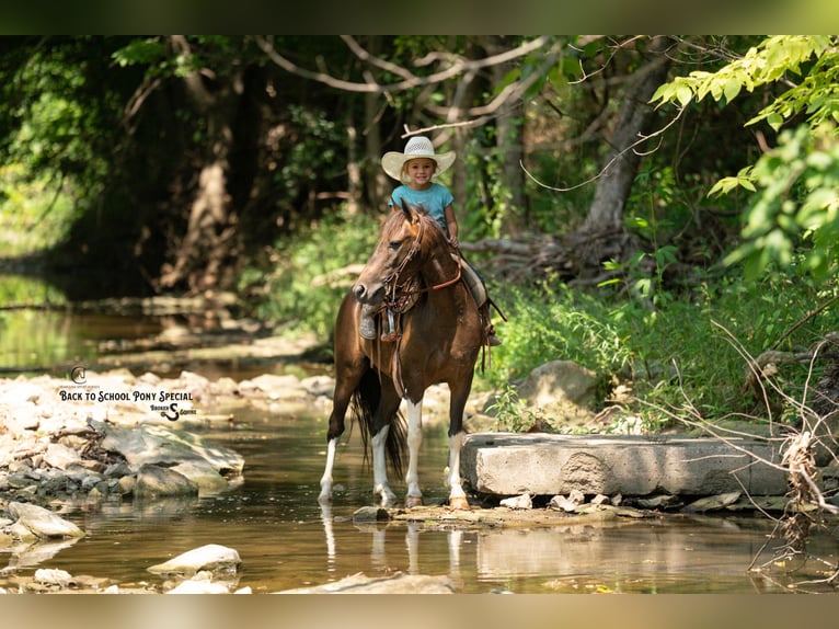 Galés-C Mestizo Caballo castrado 4 años 117 cm Pío in Clover