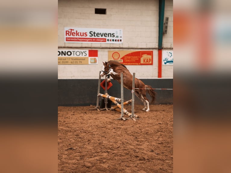 Galés-C Caballo castrado 4 años 135 cm Castaño oscuro in Stadskanaal