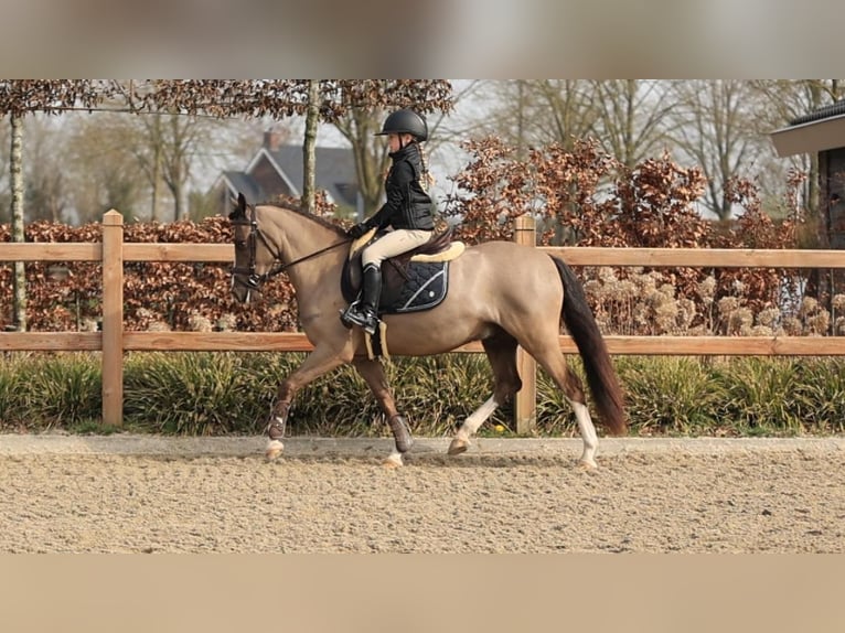 Galés-C Caballo castrado 4 años 136 cm  in Oost West en Middelbeers