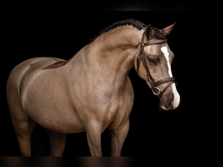 Galés-C Caballo castrado 4 años 136 cm  in Oost West en Middelbeers