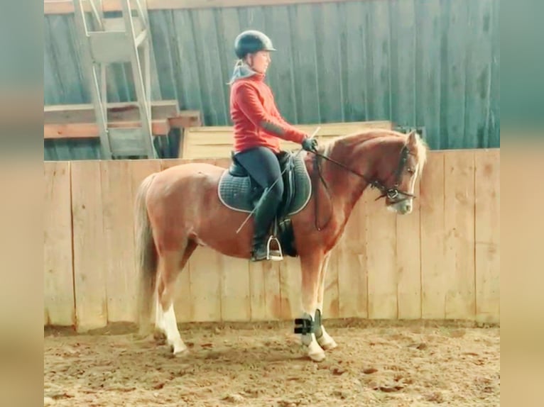 Galés-C Caballo castrado 4 años 140 cm Alazán in Schollene