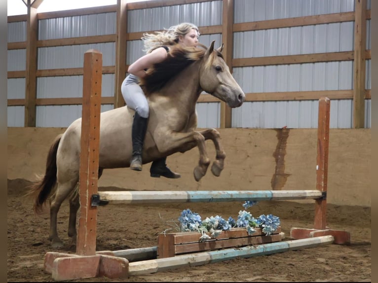 Galés-C Caballo castrado 5 años 124 cm Champán in Howell