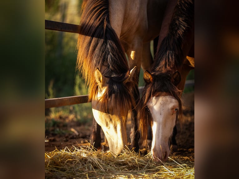 Galés-C Mestizo Caballo castrado 5 años 130 cm Castaño in Valencia